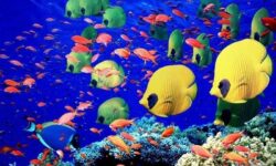 تولید میلیونی روی کاغذ؛ شیلات کردستان در دور باطل آمار و بی‌برنامگی