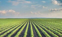 جشنواره کشاورزی دانش‌بنیان در قزوین برگزار می‌شود