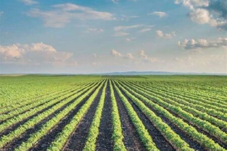 جشنواره کشاورزی دانش‌بنیان در قزوین برگزار می‌شود