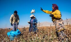 رشد سطح زیرکشت و تولید پنبه در خراسان شمالی؛ مانه رکورددار کشت و برداشت است