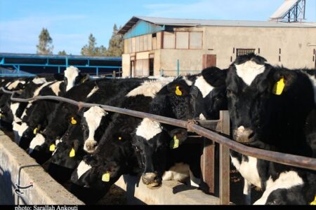 شناسایی نخستین مورد مشکوک سویه آفریقایی تب برفکی در نیشابور