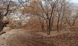 مسئولان درگیر تناقضات مرزی؛ کوهستان بلهزار قربانی شد+تصاویر