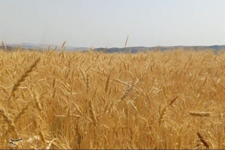موفقیت گندم‌کاران کردستانی در تولید گندم دیم+تصویر