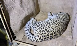 نجات پلنگ سرگردان از خیابان‌های شهمیرزاد