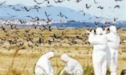 پایش روزانه در کنترل بیماری آنفلوانزای فوق حاد پرندگان