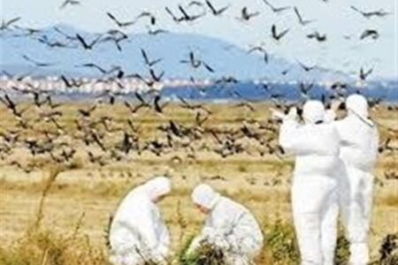 پایش روزانه در کنترل بیماری آنفلوانزای فوق حاد پرندگان
