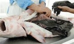 چه بلایی بر سر خاویار ایران آمد؟/ فروش 1.2 میلیونی اوزون برون در بازار سیاه!