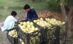 برداشت 2150 تن گواوا از باغات گرمسیری راسک