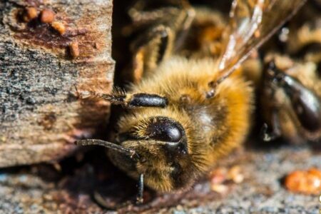 فیپرونیلِ مایع؛ آفت خاموش زنبورهای عسل در شالیزارهای گیلان