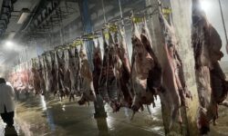 نظارت بر کشتار 12 هزار و 100 رأس دام در شهرستان تفرش