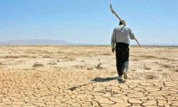 پرداخت 250 میلیارد تومان از خسارت‌های خشکسالی به کشاورزان گلستانی
