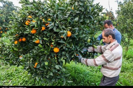 کشاورزی ‌مبتنی بر فناوری در شمال/ شناسنامه الکترونیکی باغات صادر شد