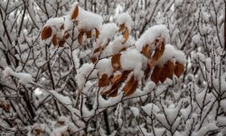 آغاز بارش جدید برف از روز شنبه برای چهارمحال و بختیاری
