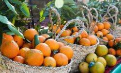 آمادگی کامل خراسان شمالی برای تأمین میوه شب عید و رمضان