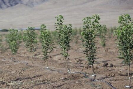 آیا “قانون تنفس” جنگل‌های شمال‌ را نجات داد؟