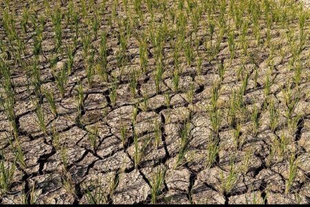 افت بی‌سابقه تولید گندم در لرستان؛ از 540 هزار تن به 219 هزار تن