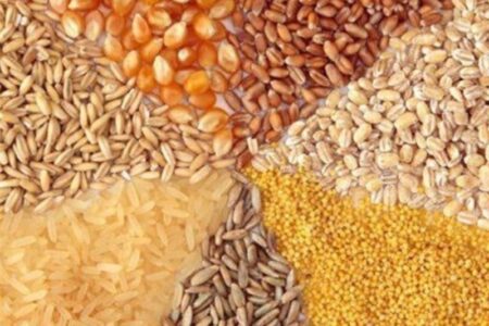 توزیع 74 هزار تن نهاده در بین دامداران و مرغداران گناباد