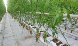 توسعه گلخانه‌ها؛ مسیر پایدار کشاورزی در خراسان جنوبی