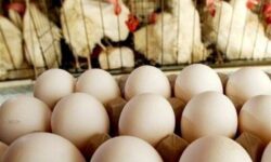 ثمره حمایت قضایی از تولید در گلستان؛ افزایش تولید و اشتغال 480 نفر