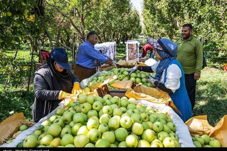 جولان دلالان در باغات سیب لرستان؛ ‌‌سودی که به جیب واسطه‌ها می‌رود!