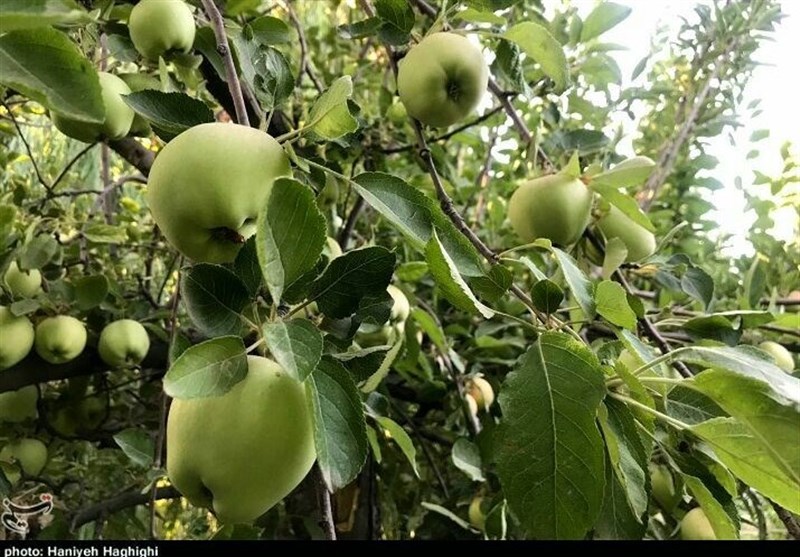استان لرستان , اخبار استان لرستان , اخبار شهرستان بروجرد , 