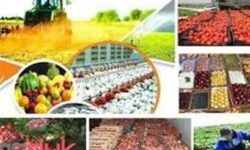 خروج هرمزگان از پیله «خام‌فروشی» با 94 واحد بسته‌بندی