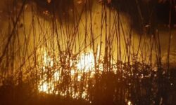 علت آتش‌سوزی گسترده در تالاب انزلی چه بود؟