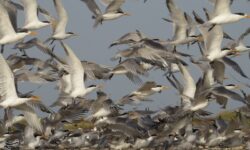 قتل‌عام ‌پرندگان مهاجر در شمال ایران؛ سکوت قانون!