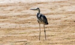 مرگ و زندگی حواصیل‌های خاکستری در تالاب‌های شمال