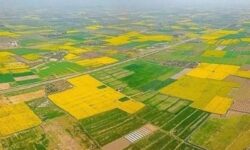 نقشه جدید کشت در لرستان با محور آب و اقلیم/ پاسخ دولت به تنش آبی