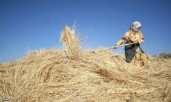 هشدار جدی به گندم‌کاران خراسان شمالی/ مشاهده «سوسک سیاه» در مزارع غلات