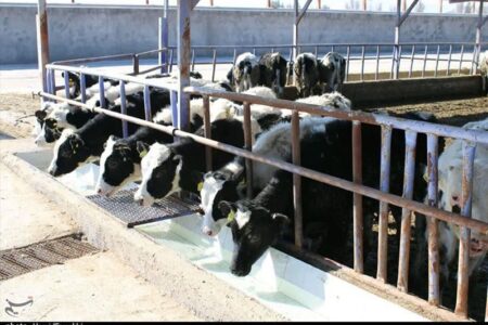 پرداخت 418 میلیارد تومان وام دامپروری در سیستان و بلوچستان