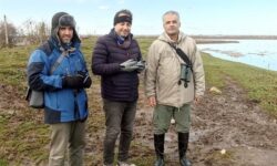 پهپاد و هوش مصنوعی وارد سرشماری پرندگان آبزی گیلان شد