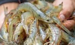 چرا صنعت پرورش میگو در بلوچستان از رقابت جا ماند؟