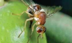 کنترل مگس زیتون از زمستان؛ نسخه علمی برای نجات باغ‌های گیلان