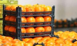 آغاز توزیع میوه ویژه ایام پایانی سال با نرخ تنظیم بازاری در هرمزگان