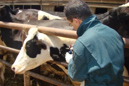 ارائه 136 هزار خدمت رایگان دامپزشکی در رزمایش‌های سیستان و بلوچستان