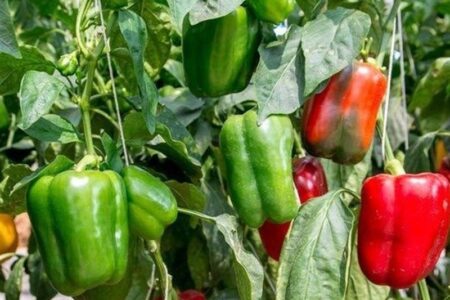 افزایش 56 درصدی صادرات محصولات کشاورزی از چهارمحال و بختیاری