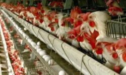 تولید بیش از 90 تن گوشت مرغ در زابل همزمان با آغاز سال جدید