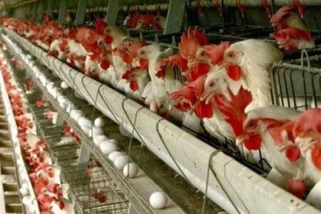 تولید بیش از 90 تن گوشت مرغ در زابل همزمان با آغاز سال جدید