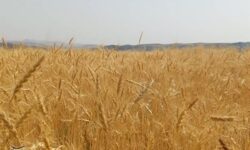 آغاز برداشت گندم از 24 هزار هکتار مزارع شادگان