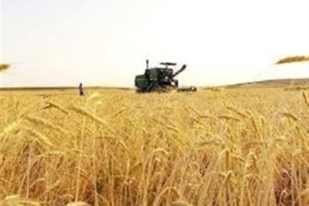 آغاز رسمی برداشت گندم از مزارع استان بوشهر