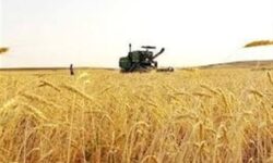 آغاز فصل برداشت گندم در هرمزگان/ پیش‌بینی 60 هزار تن محصول