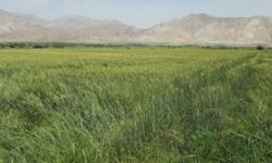 آمادگی کامل برای خرید تضمینی 85 هزار تن گندم دراستان سمنان