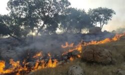 افزایش 33 درصدی وسعت حریق در اراضی مرتعی و جنگلی در چهارمحال و بختیاری