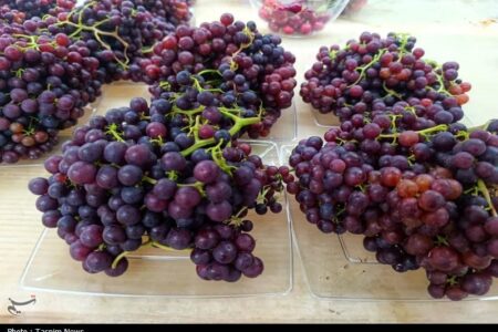 برداشت انگور بی‌هسته از گلخانه‌های شهرستان سامان