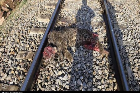 تلف شدن پلنگ ایرانی در برخورد با قطار در فیروزکوه/ بررسی علت حادثه