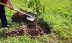 توزیع و کاشت بیش از 110 هزار نهال در پویش سرو ایران استان مرکزی
