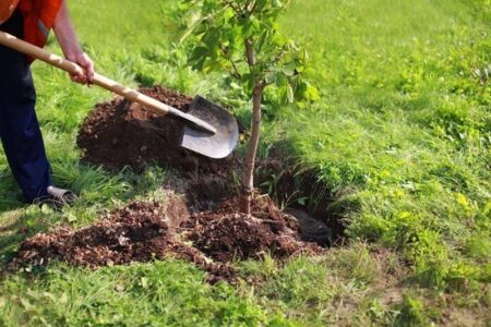 توزیع و کاشت بیش از 110 هزار نهال در پویش سرو ایران استان مرکزی