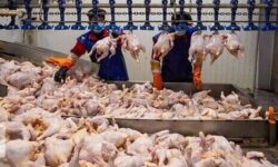 تولید بیش از 30 هزار تن گوشت مرغ در چهارمحال و بختیاری